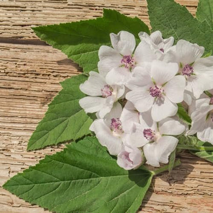 PURE ORIGINAL INGREDIENTS Marshmallow Root Extrakt (4 oz), Pulver, Pflanzliches Nahrungsergänzungsmittel