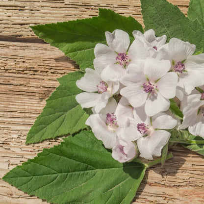 PURE ORIGINAL INGREDIENTS Marshmallow Root Extrakt (4 oz), Pulver, Pflanzliches Nahrungsergänzungsmittel