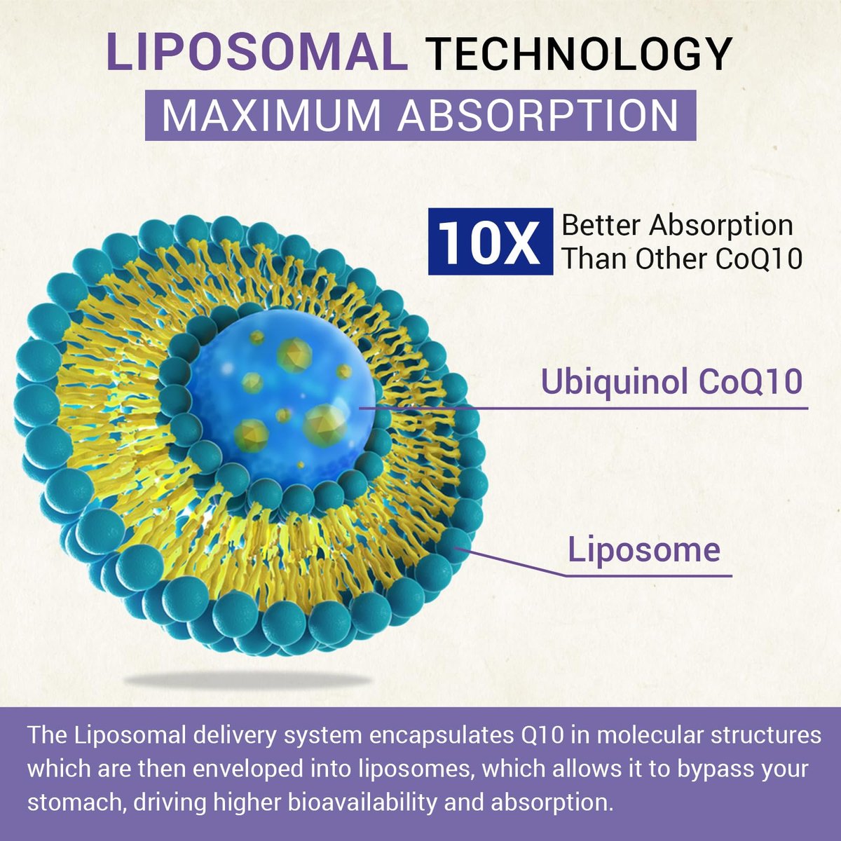 Liposomales Ubiquinol CoQ10 800 mg – Hochdosiertes, aktives Coenzym Q10 für Herz, Gehirn & Energie – 60 vegane Softgels