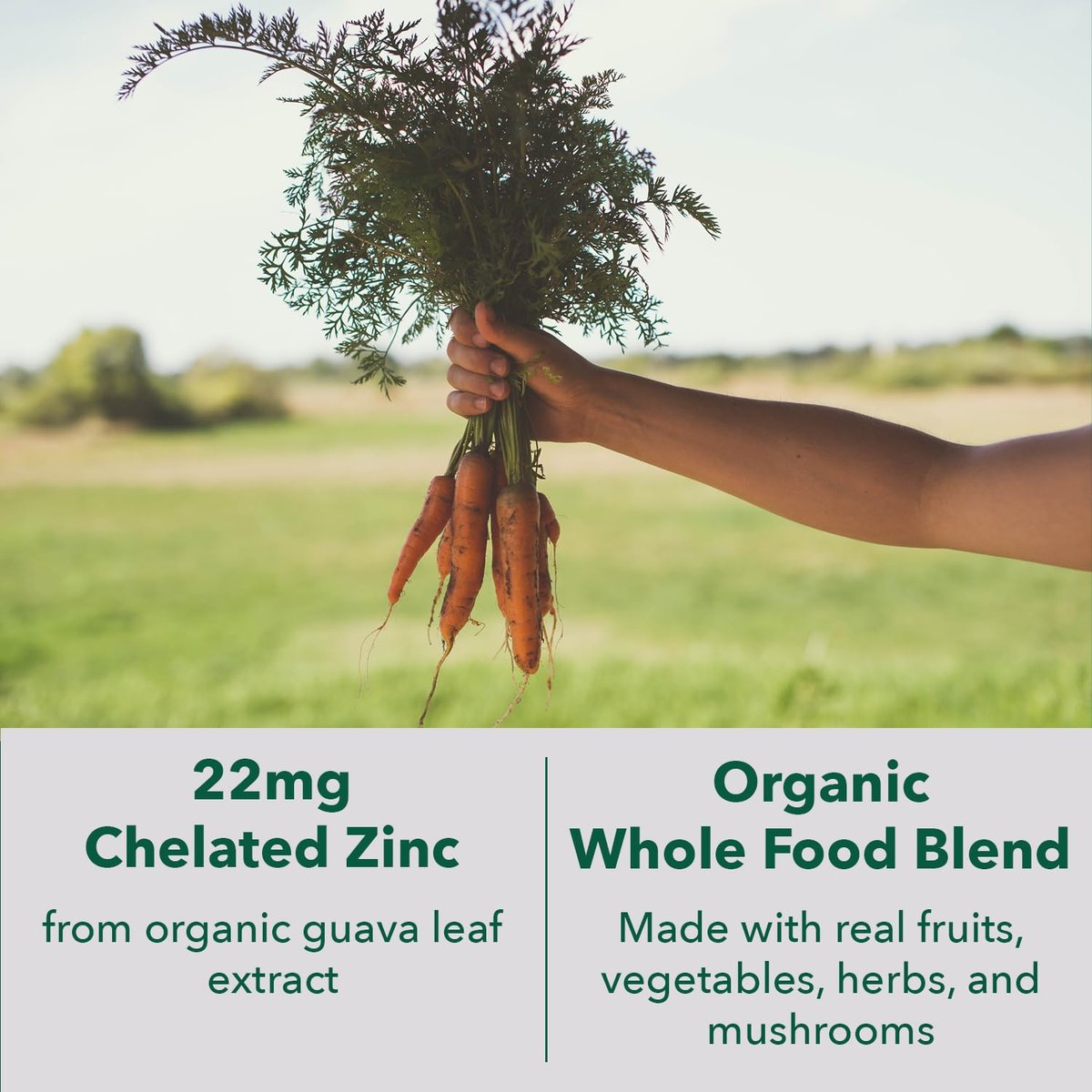 PlantFusion Vegane Zink-Ergänzung 22 mg – Vollwertkomplex mit cheliertem Zinkcitrat aus Bio-Guavenblatt zur Unterstützung des Immunsystems, 60 Kapseln