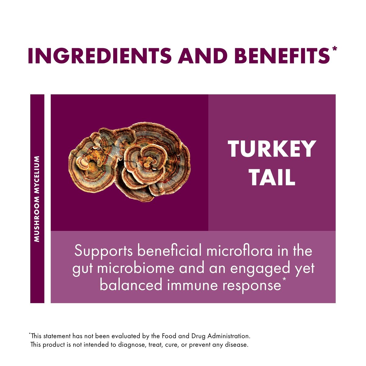 Host Defense Turkey Tail Kapseln – Unterstützung für Verdauungsgesundheit & Immunsystem – Pilzpräparat für Magen-Darm- & Darmmikrobiom-Unterstützung – 30 Kapseln (15 Portionen)