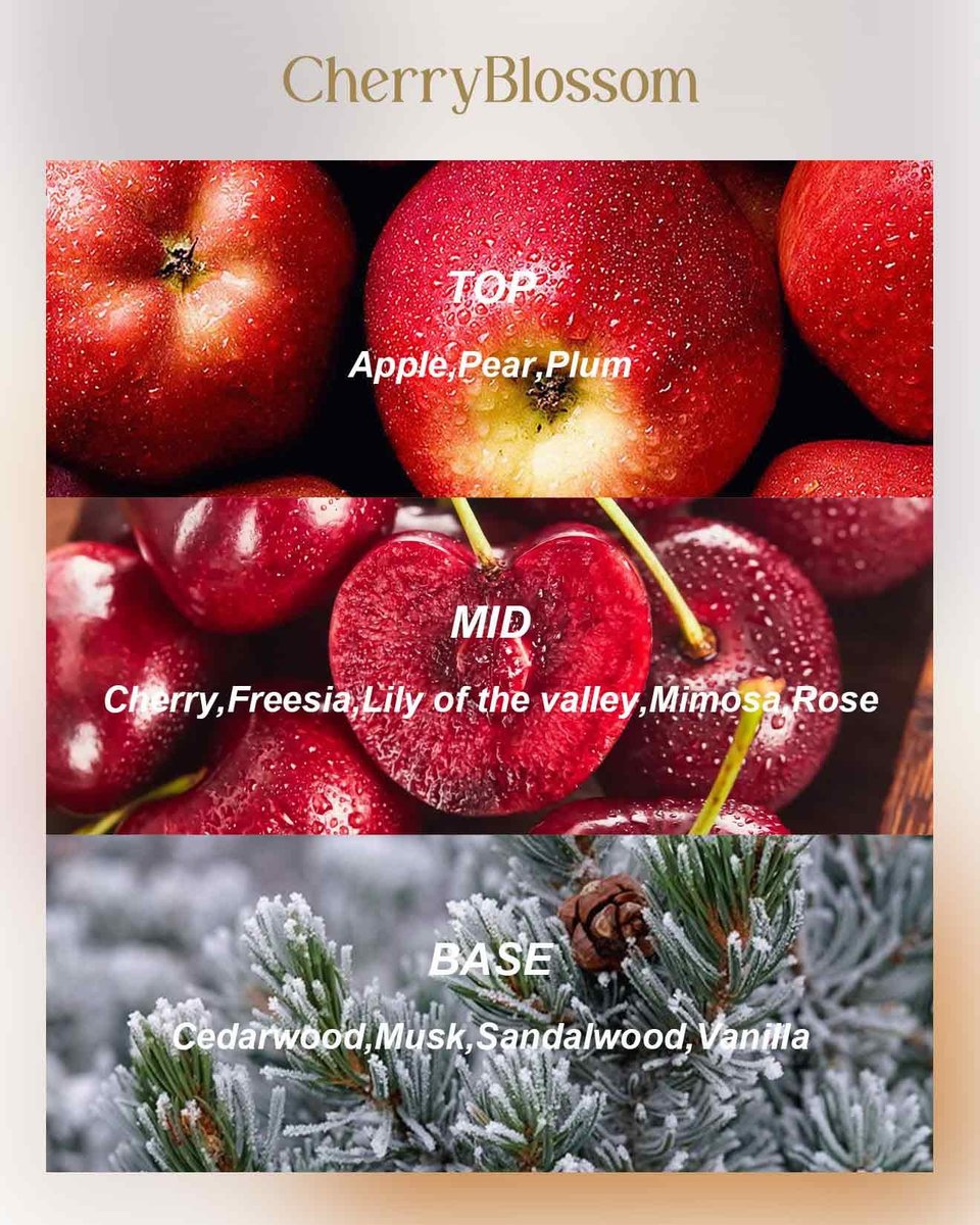 M&SENSE Kirschblüten Duftkerze 12 oz, Große 3-Docht Soja-Kerze im Zinngefäß, Über 40 Stunden Brenndauer, 100% Natürliches Veganes Wachs, Entspannende Aromatherapie Ästhetische Kerze Geschenk für Frauen und Männer
