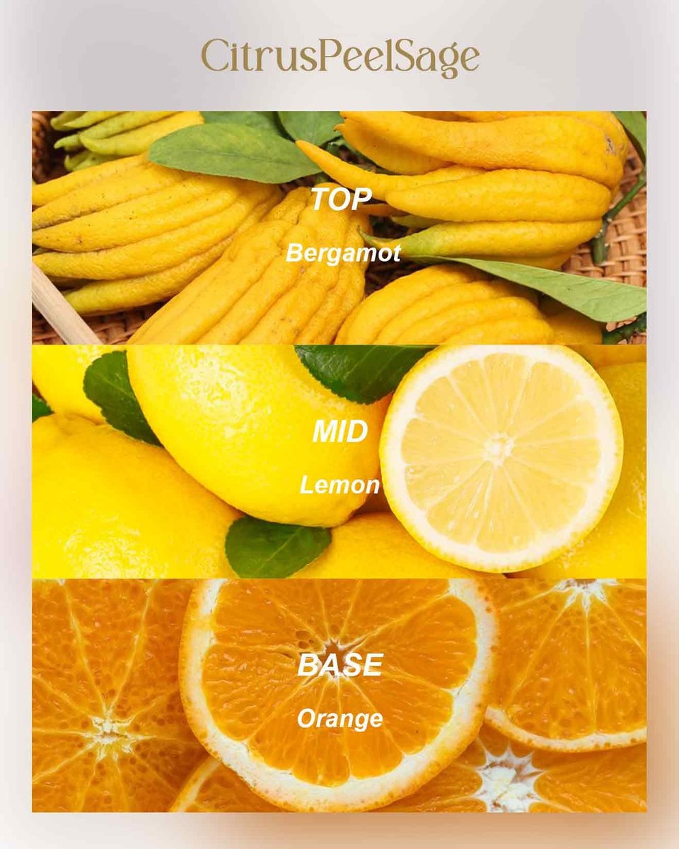 M&SENSE 3-Docht Sojawachs Duftkerze für Zuhause, 340g Citrus & Salbei Aromatherapiekerze zur Stresslinderung, 40 Stunden Brenndauer, stark duftend, Geschenk
