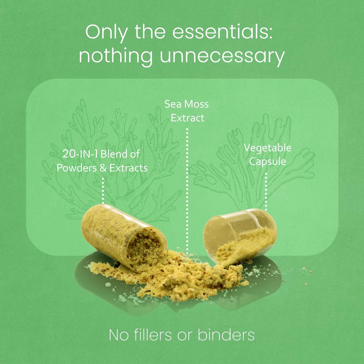 Sea Moss, Schwarzkümmelöl, Blasentang, Kurkuma, Ashwagandha, Klette, Vitamin C, D3, Gelbwurzel, Manuka, Löwenzahn – 90 vegane Kapseln