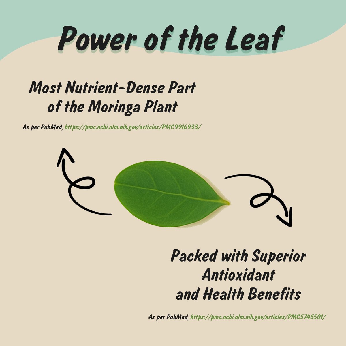 Spice Profile USDA Bio Moringa Pulver, laborgeprüft auf Schwermetalle, wiederverschließbarer 4 oz Beutel, Moringa Patta Pulver