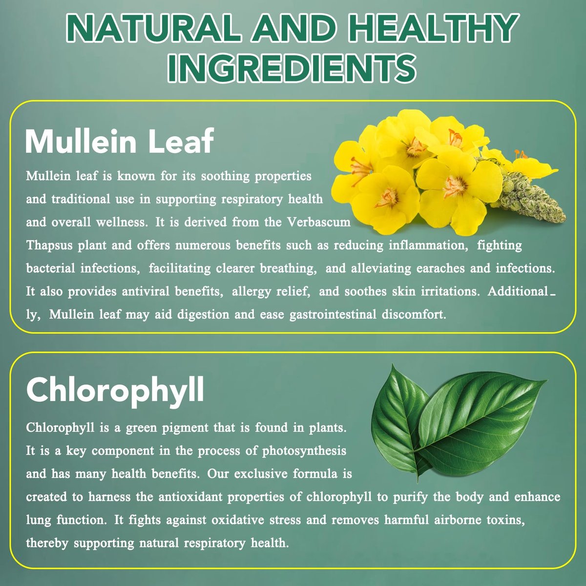 Mullein Tropfen für die Lunge – Natürlicher Königskerzen-Extrakt mit Chlorophyll zur Unterstützung der Atemwege (60 ml / 1 Packung)
