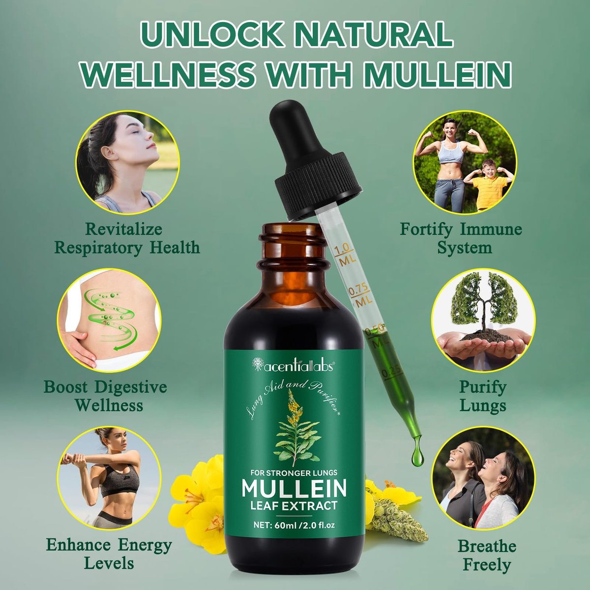 Mullein Tropfen für die Lunge – Natürlicher Königskerzen-Extrakt mit Chlorophyll zur Unterstützung der Atemwege (60 ml / 1 Packung)