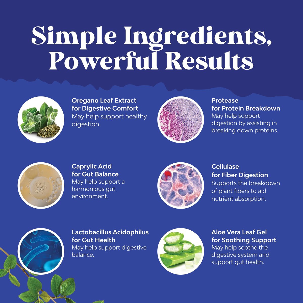Natures Craft Candida Reinigung Körperentgiftung für Frauen - Anti-Überwucherung Darmreinigung mit Caprylsäure, Schwarznuss, Wermut und Oregano - Ganzkörperreinigung mit Prä- und Probiotika - 60 Kapseln