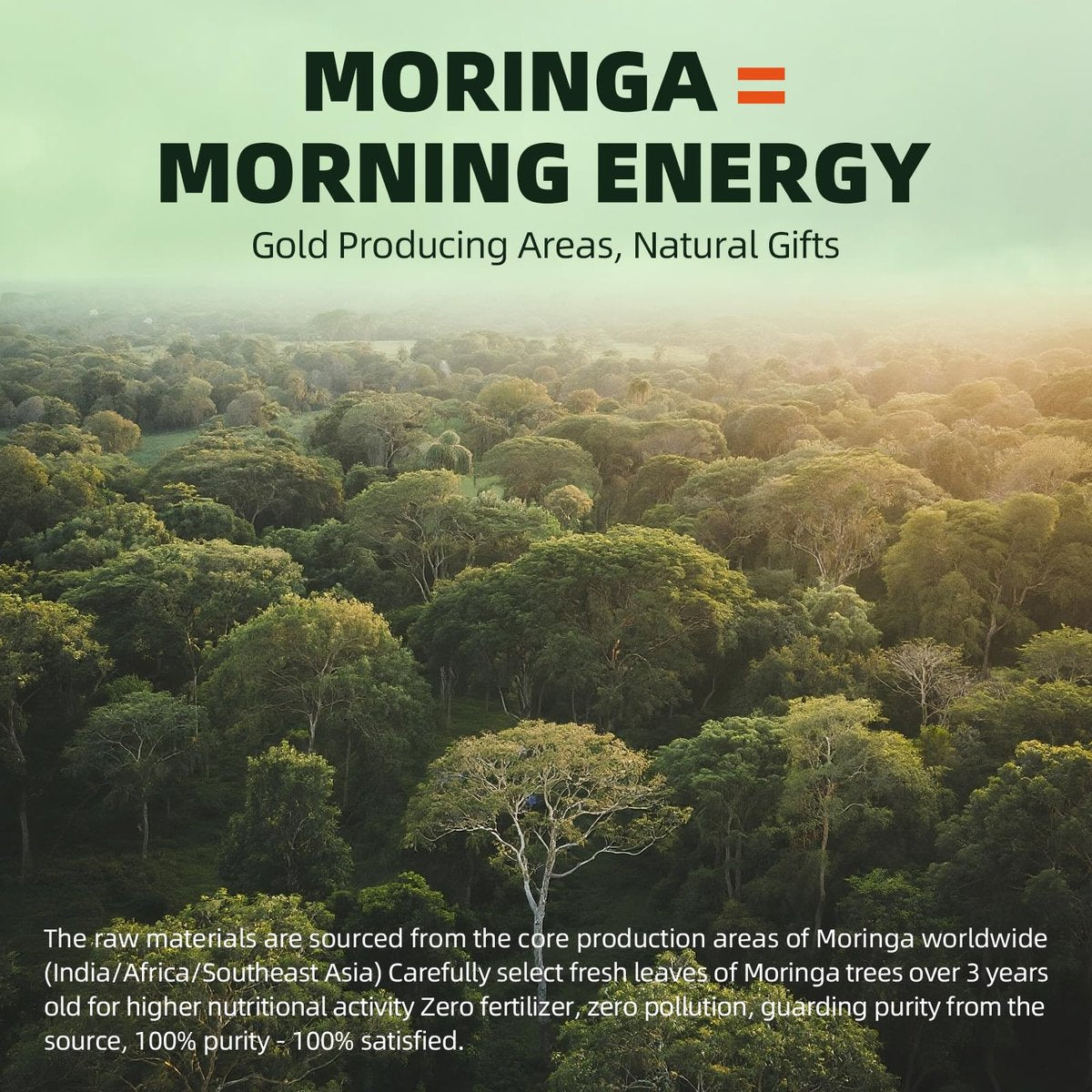 GREENPEOPLE Moringa-Ganzblattkapseln 1500mg - Hochdosiert 10:1 Moringa Oleifera Blattextrakt - Natürliches Superfood für Energie & Immunsystem - Vegan, Nicht-GVO, Koffeinfrei - 180 Kapseln