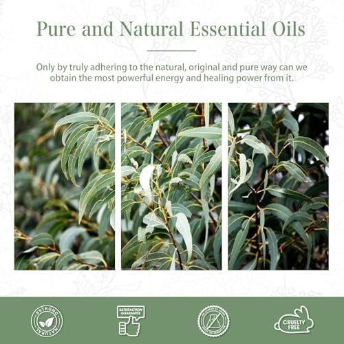 PHATOIL Reines Eukalyptusöl, 100% reines therapeutisches Premiumöl für Haarpflege, Haut, Aromatherapie, 100 ml