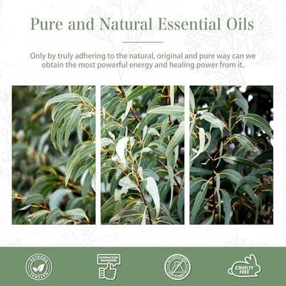 PHATOIL Reines Eukalyptusöl, 100% reines therapeutisches Premiumöl für Haarpflege, Haut, Aromatherapie, 100 ml