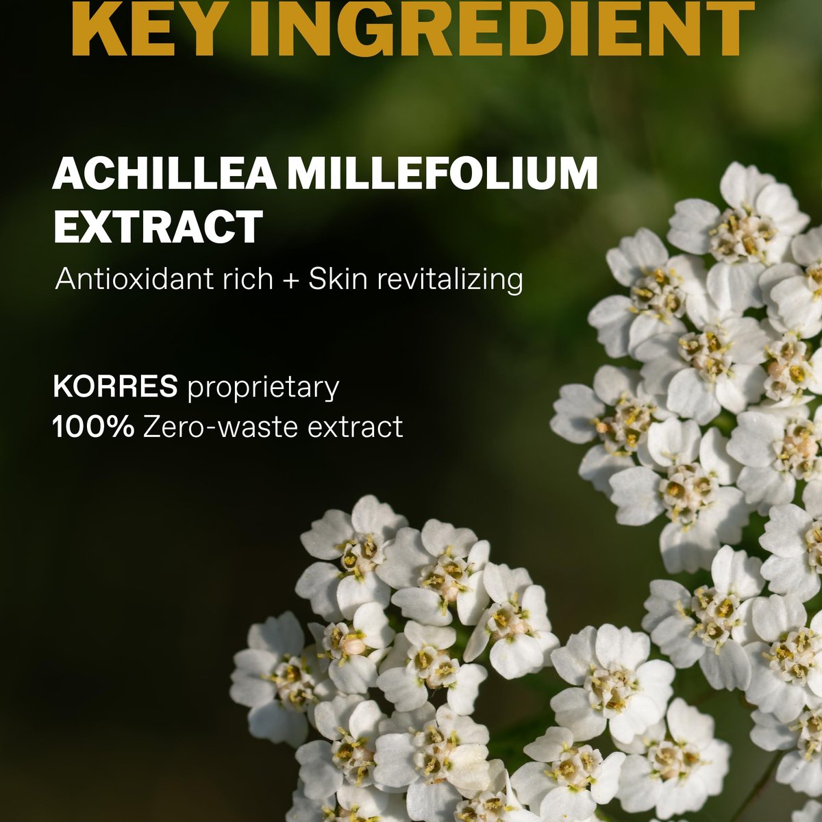 KORRES Athenian Grooming Mattierende Feuchtigkeitscreme für Männer mit Salicylsäure & Hyaluronsäure, Leichte Porenverfeinernde Gesichtscreme, Silikonfrei, Vegan, 50 ml