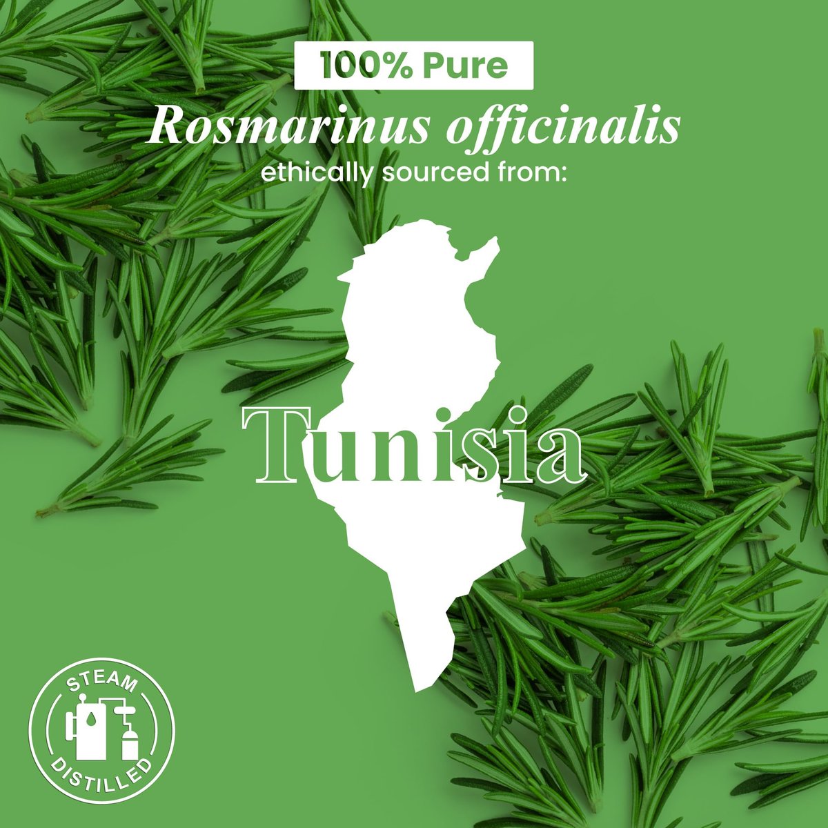 Handcraft Blends Bio Rosmarinöl – 30 ml – 100% rein und natürlich – Hochwertiges ätherisches Öl für Diffuser und Aromatherapie