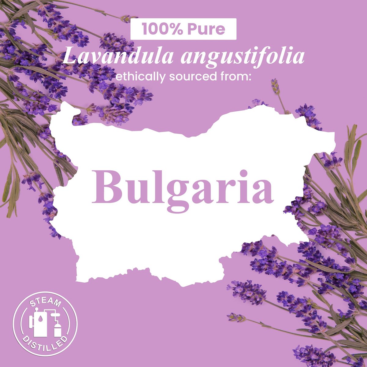 Handcraft Blends Bio Lavendelöl – 30 ml – 100% rein und natürlich – Premium-Öl für Diffuser und Aromatherapie