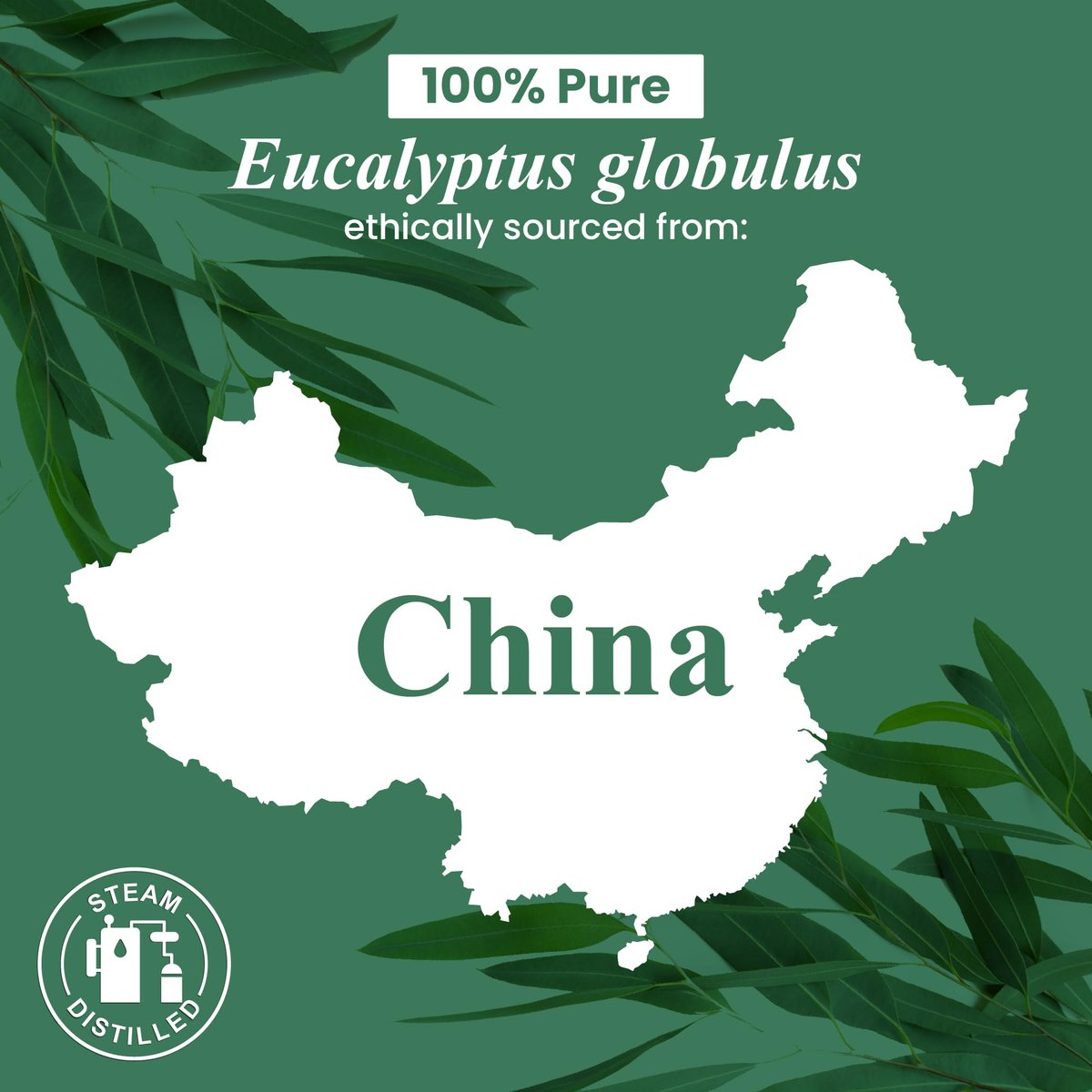 Handcraft Blends Bio Eukalyptus Ätherisches Öl – 30 ml – 100% Rein und Natürlich – Premium Qualität für Diffuser und Aromatherapie
