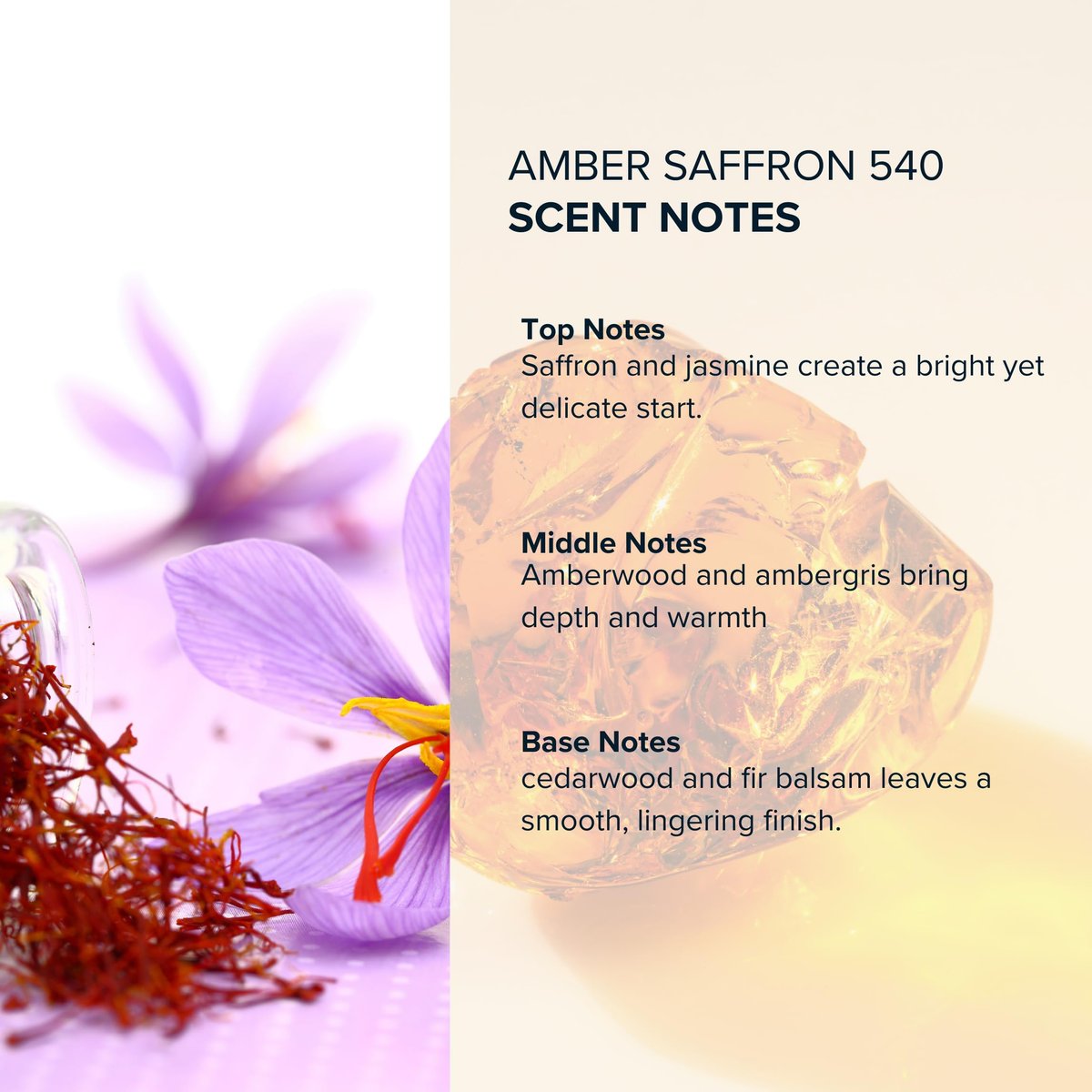 Anthology Amber Saffron 540 Roll On Parfümöl 0,3 oz (9 ml) | Woody, Amber, Blumig | Sauber & Tierversuchsfrei Duftroller