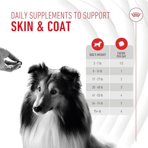 Royal Canin Haut & Fell Hundesupplement Weiche Kausnacks für erwachsene Hunde, 60 Stück