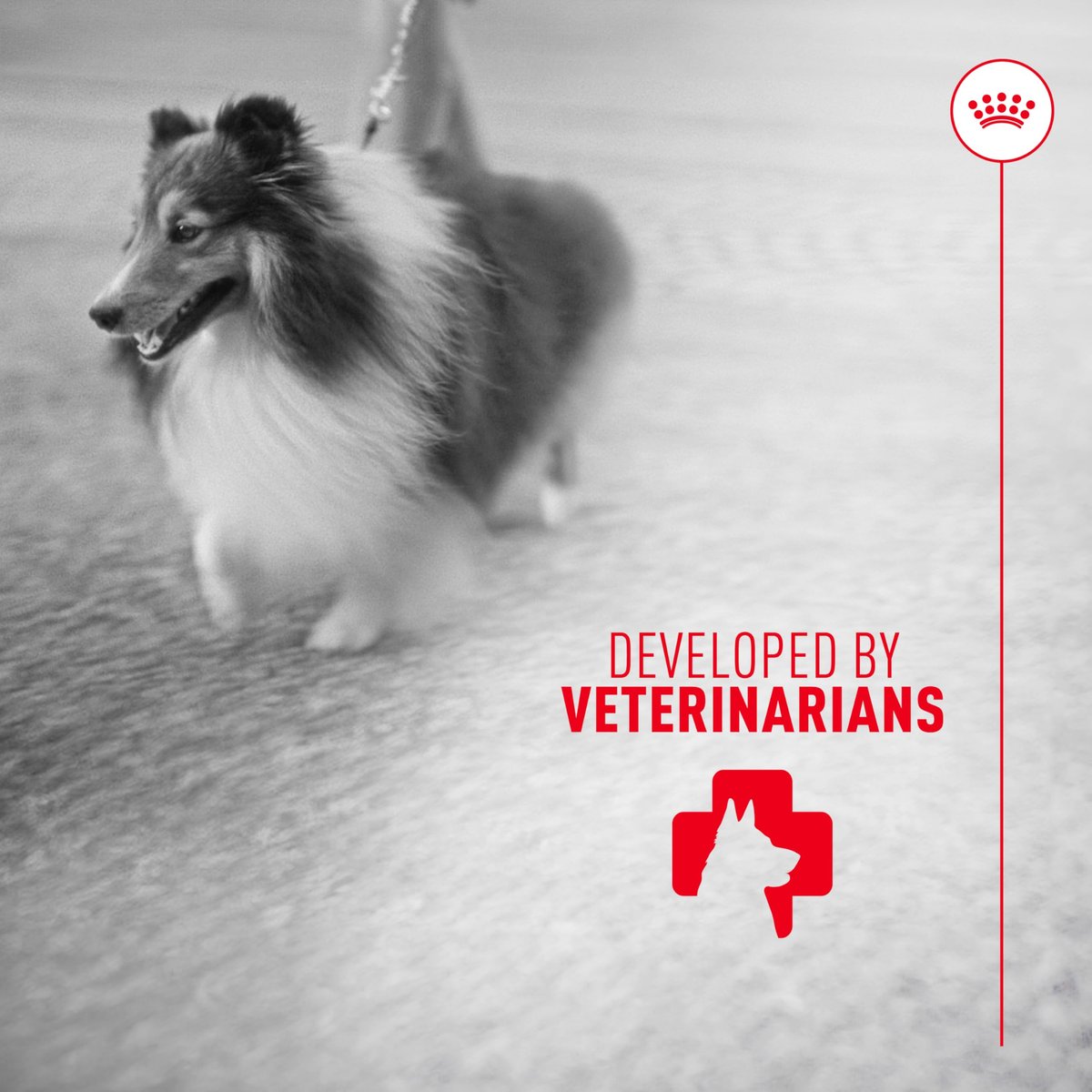 Royal Canin Haut & Fell Hundesupplement Weiche Kausnacks für erwachsene Hunde, 60 Stück