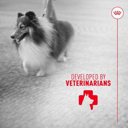 Royal Canin Haut & Fell Hundesupplement Weiche Kausnacks für erwachsene Hunde, 60 Stück