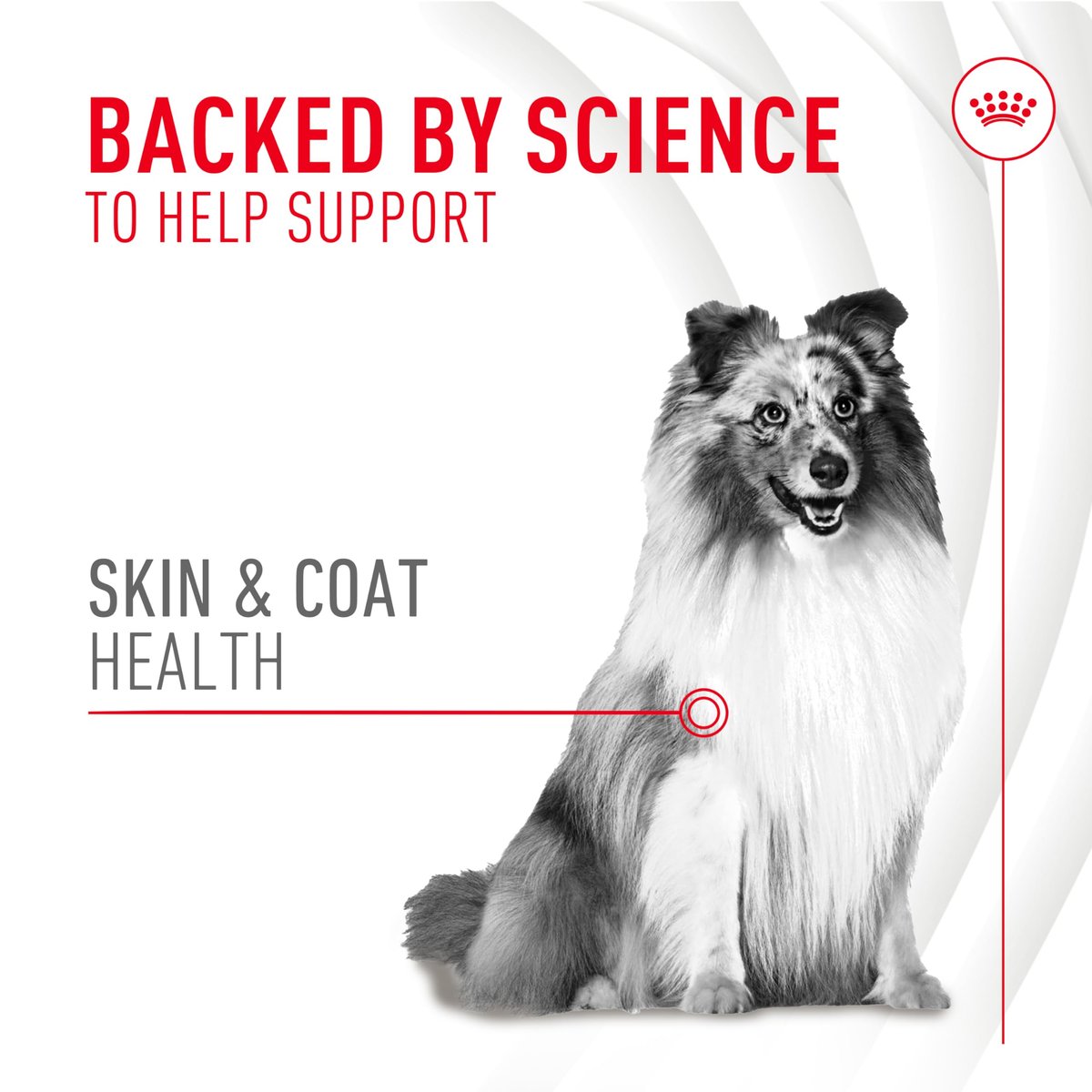 Royal Canin Haut & Fell Hundesupplement Weiche Kausnacks für erwachsene Hunde, 60 Stück
