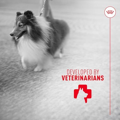 Royal Canin Haut & Fell Hundesupplement Weiche Kausnacks für erwachsene Hunde, 60 Stück