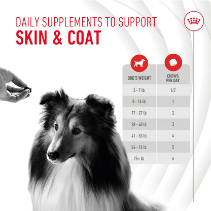 Royal Canin Haut & Fell Hundesupplement Weiche Kausnacks für erwachsene Hunde, 60 Stück