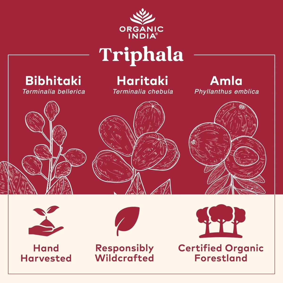 ORGANIC INDIA Triphala Kapseln Bio – Pflanzliches Nahrungsergänzungsmittel mit Amla, Bibhitaki, Haritaki für Verdauung & Darmunterstützung, Immunsystem, Adaptogen, Vegan, USDA Bio – 60 Kapseln