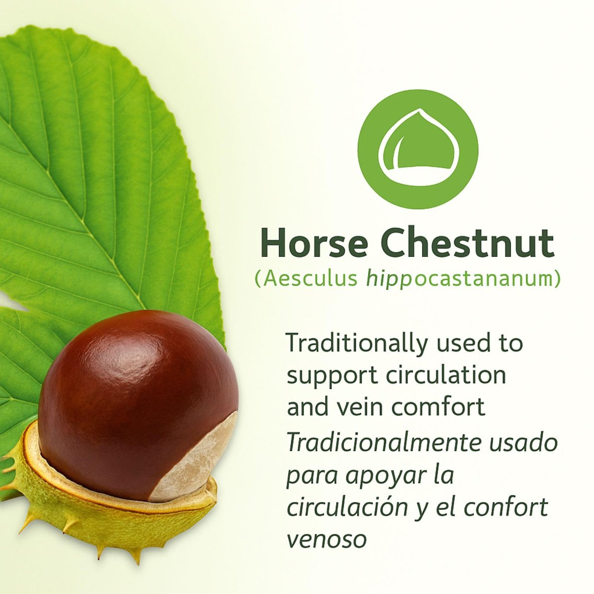 Castaño de Indias (Rosskastanie) Kapseln – 1500 mg pro Portion, 90 vegane Kapseln, 100% natürliches Premium-Nahrungsergänzungsmittel, Hergestellt in den USA – Unterstützt Kreislauf- und Venengesundheit