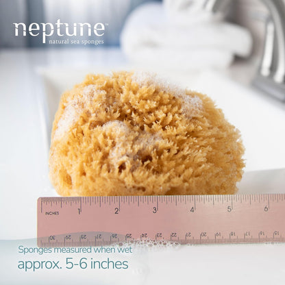 Neptune Karibischer Meerschwamm 2er-Pack, Medium (ca. 12-15 cm), handverarbeitet, natürlicher & umweltfreundlicher Badeschwamm