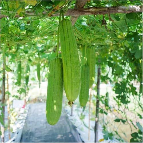 NileCart Loofah-Pads – 2er-Pack natürliche Luffa-Schwämme für Körperpeeling, Duschschwamm für Männer & Frauen aus ägyptischen Luffa-Schwämmen