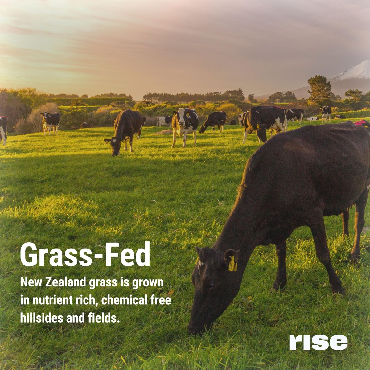 Rise Grass-Fed Whey Proteinpulver Vanille - 25g Protein, ohne künstliche Aromen, Farbstoffe oder Konservierungsstoffe - Zuckerfrei, glutenfrei, sojafrei (Einzelportion, 1 Packung)