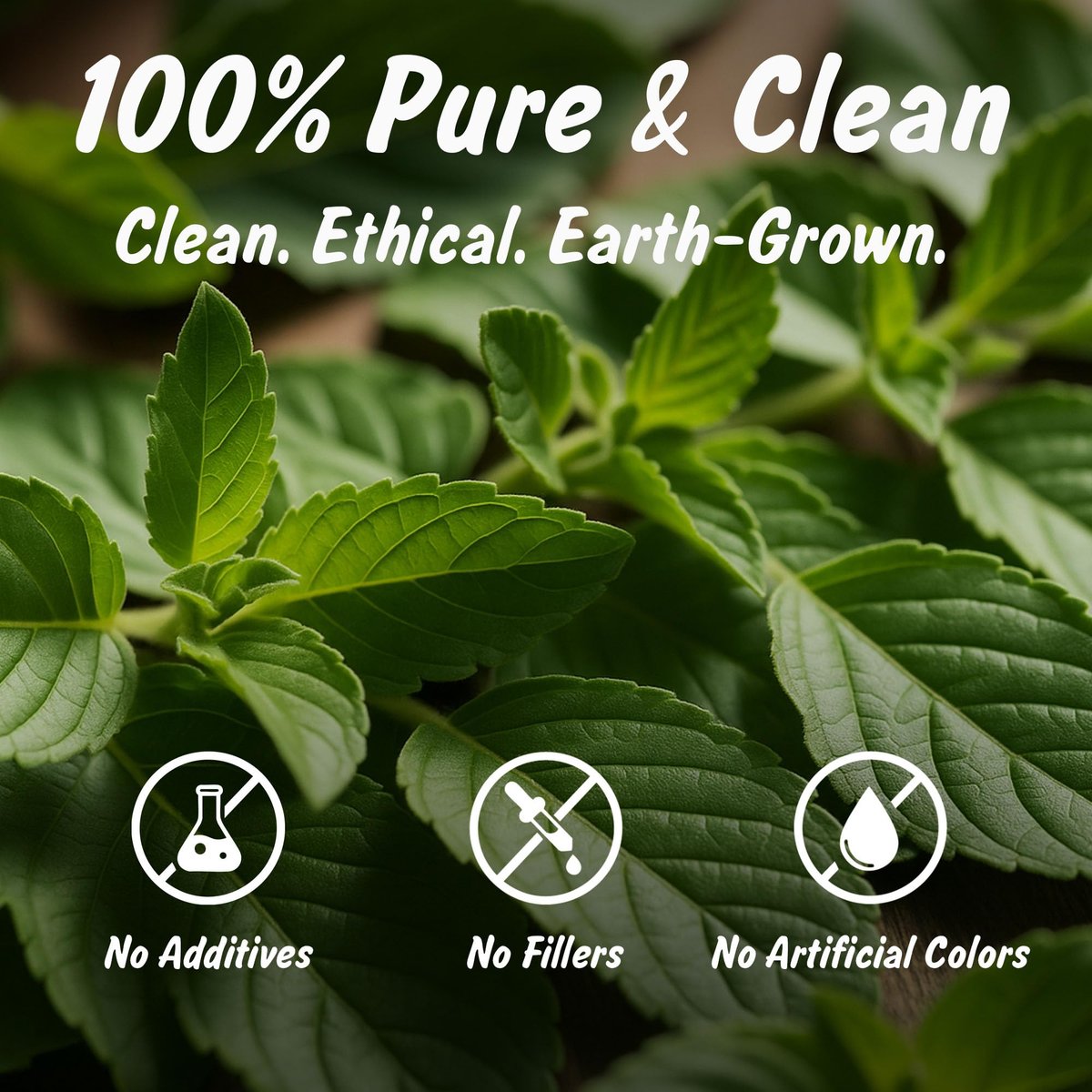 Spice Profile USDA Bio Indisches Tulsi / Heiliges Basilikum geschnitten & gesiebt, 2 oz, laborgeprüft auf Schwermetalle, Ocimum sanctum