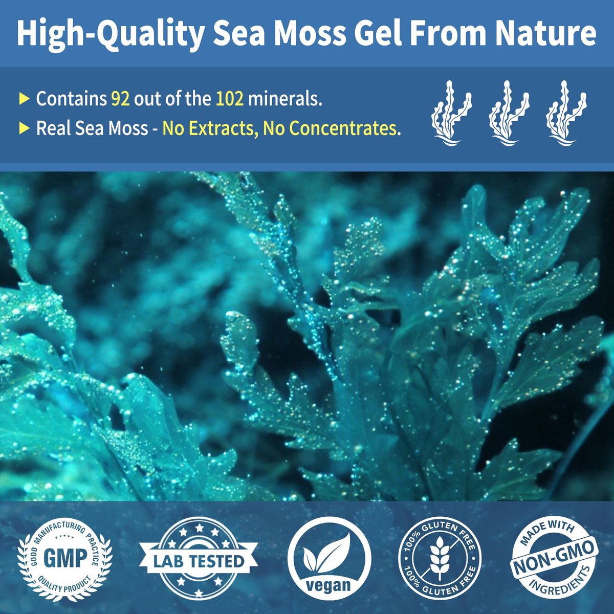 Fleamart Sea Moss Gel mit Blauer Spirulina, Schwarzkümmelöl, Ashwagandha, Ingwer und Vitamin C – Vegane Superfood-Nahrungsergänzung, 296 ml