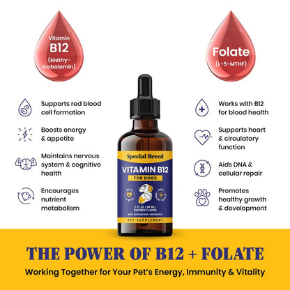 Special Breed Flüssiges Vitamin B12 für Hunde – Methylcobalamin und 5-MTHF – Steigert Energie, Appetit, Stimmung & Immunsystem – Einfach zu verwendender Tropfer – Hühnergeschmack, 60 ml
