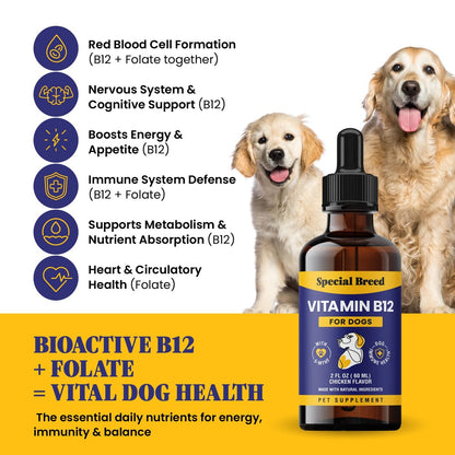 Special Breed Flüssiges Vitamin B12 für Hunde – Methylcobalamin und 5-MTHF – Steigert Energie, Appetit, Stimmung & Immunsystem – Einfach zu verwendender Tropfer – Hühnergeschmack, 60 ml