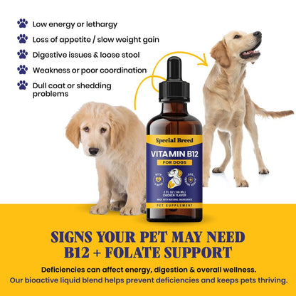 Special Breed Flüssiges Vitamin B12 für Hunde – Methylcobalamin und 5-MTHF – Steigert Energie, Appetit, Stimmung & Immunsystem – Einfach zu verwendender Tropfer – Hühnergeschmack, 60 ml