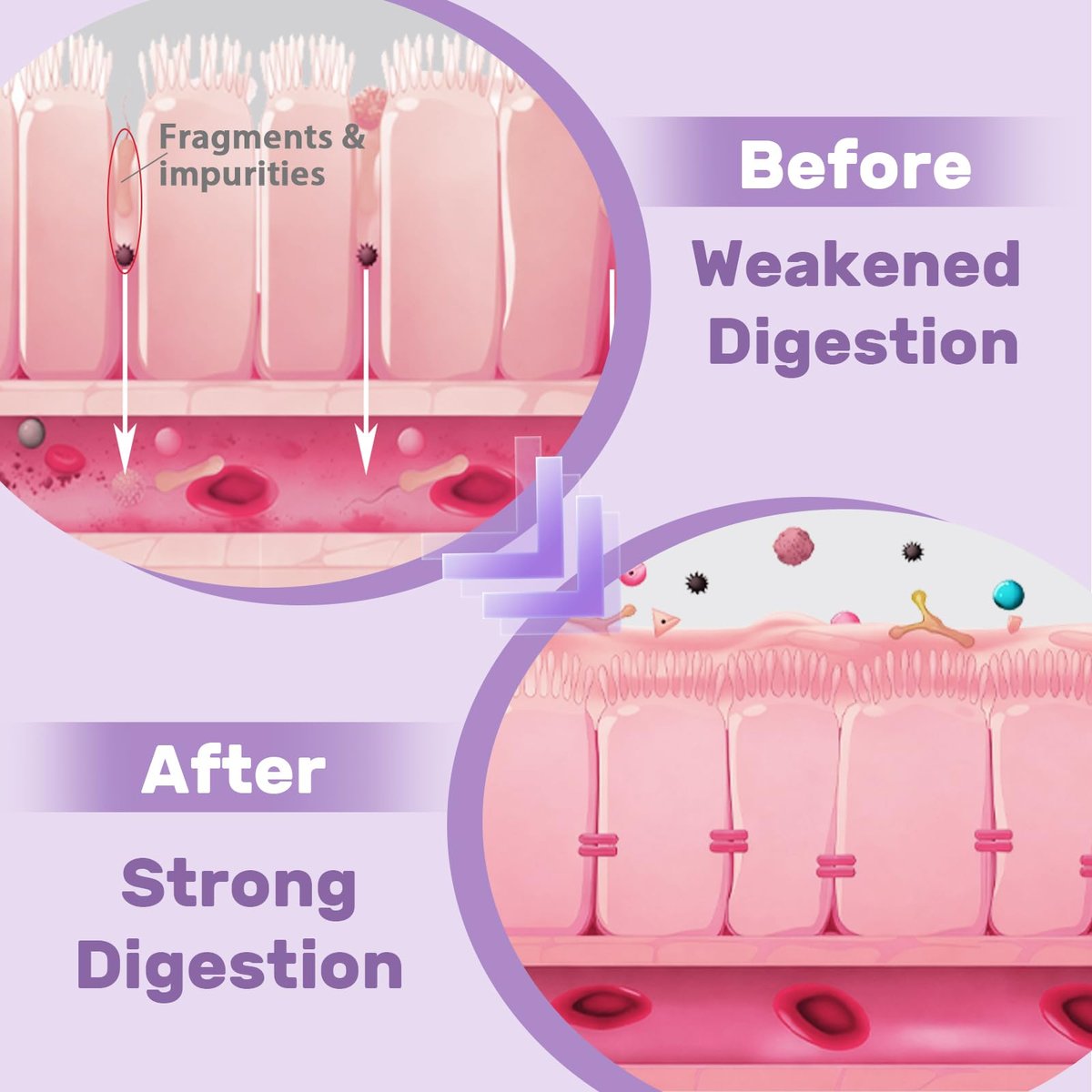 Liposomales DGL Süßholzwurzelextrakt - Deglycyrrhiziniertes Süßholz mit L-Glutamin, Eibisch, Nelke und Ulme - Verdauung, Magenschleimhaut, Ausscheidung, Maximale Aufnahme, 60 Portionen