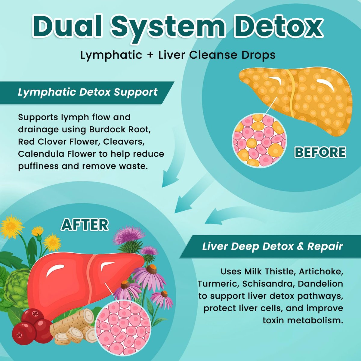 Liposomale Lymphdrainage-Tropfen, Leberreinigung & Entgiftung flüssig mit Mariendistel, Löwenzahn, Klettenwurzel & Echinacea - Lymph- & Leber-Detox, Antioxidans, natürlicher Geschmack 60 ml