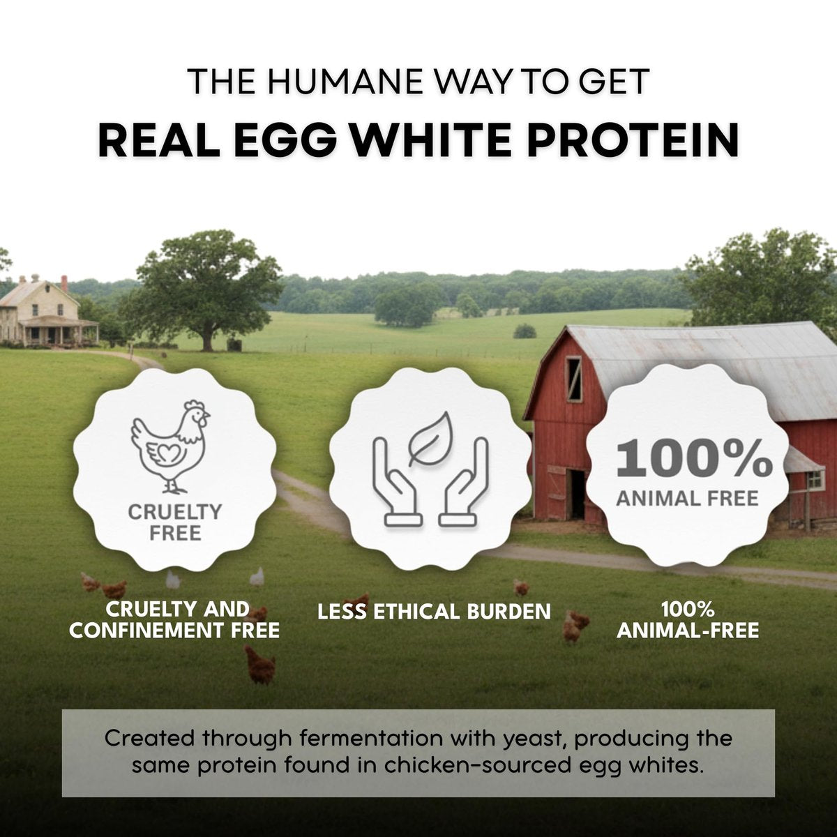 Healthier Comforts Tierfreies Eiweißpulver aus Eiklar | Vegane Eier-Omeletts, Engelkuchen, Baiser, Proteinshakes | Schäumt und bindet wie traditionelles Eiweiß (227 g)