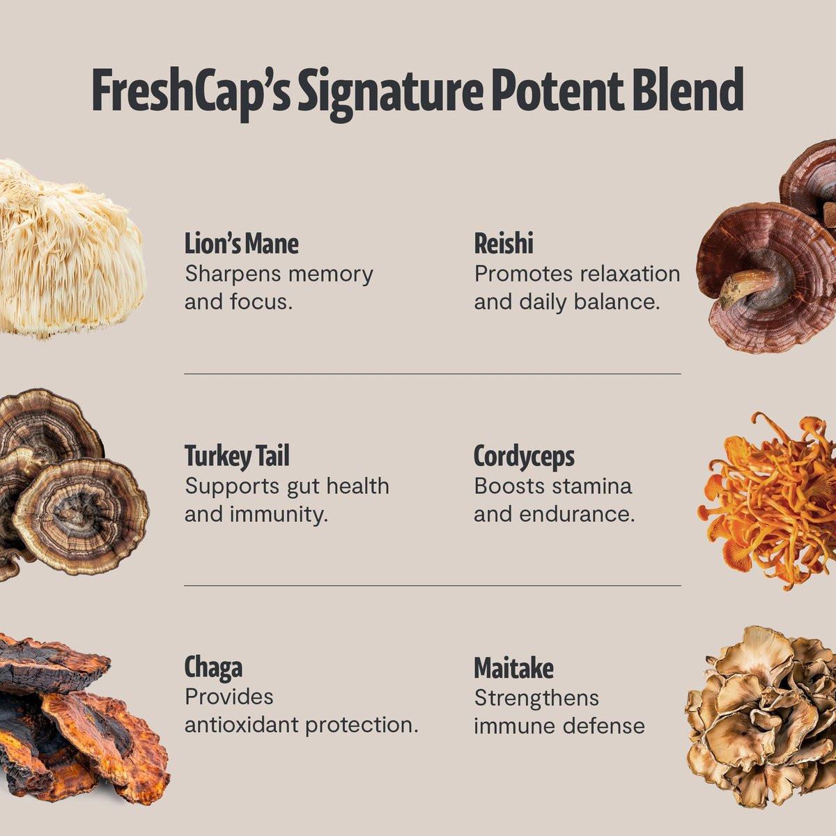 Premium Bio-Pilz Kaffee – 12:1 Fruchtkörper Extrakt – Reise Pack – 29% Beta-Glucane – Sanfter Geschmack, Laborgeprüft für Saubere Energie, Kein Zittern, Fokus, Immununterstützung (15 Portionen)