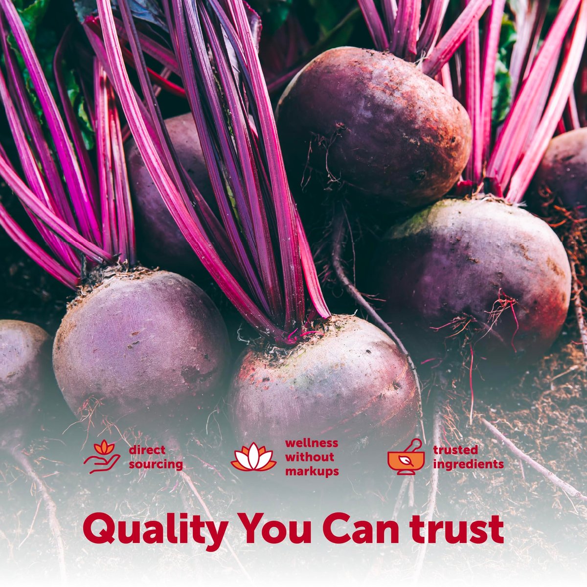 Micro Ingredients Rote-Bete-Kapseln 3.000 mg** pro Portion, 300 Kapseln | Stickoxid-Komplex mit CoQ10, Schwarzem Pfeffer & botanischen Extrakten | Non-GMO