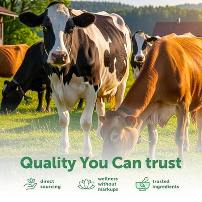 Micro Ingredients Bovines Kolostrum 1.000 mg pro Portion, 240 Kapseln | 40% IgG mit Kollagen & Probiotika | Kolostrum-Ergänzung mit 10 probiotischen Stämmen | Non-GVO, Glutenfrei