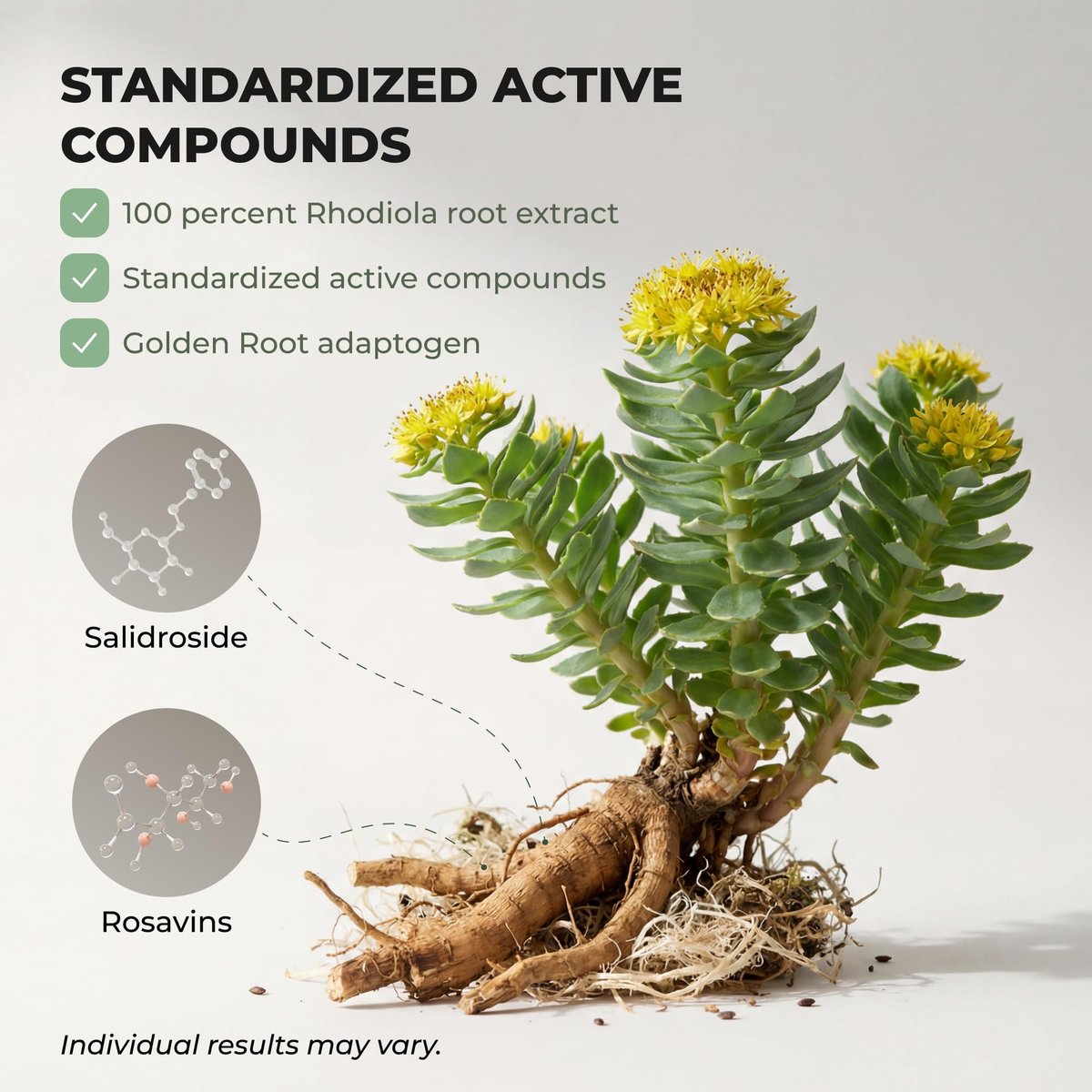 Salvora Rhodiola Rosea Kapseln – Goldene Wurzel Adaptogen – Rhodiola Rosea Extrakt Alternative mit Salidrosid für Stressunterstützung – Energie, Fokus & Leistung